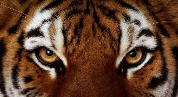 Тигр в китайском зоопарке насмерть загрыз мужчину (ВИДЕО)