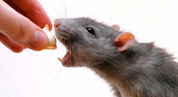Австралия решила уничтожить всех крыс на острове Лорд-Хау