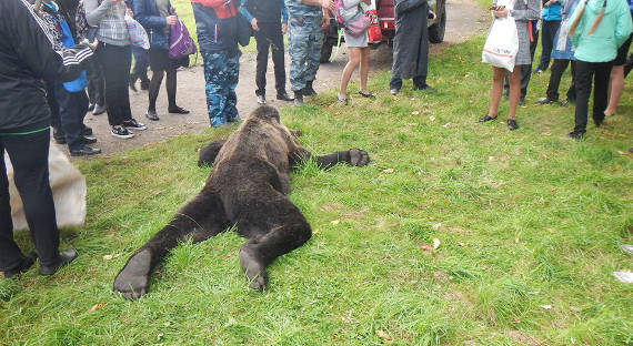 В Амурской области у школы убит медведь