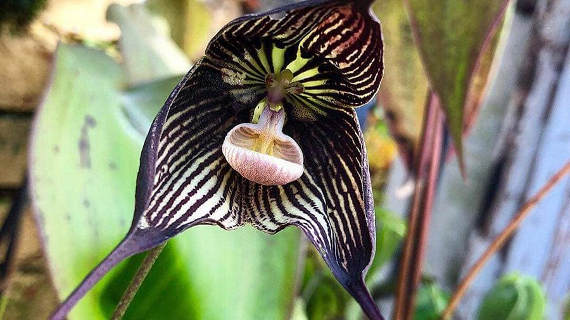 В Ботаническом саду расцвела орхидея-вампир