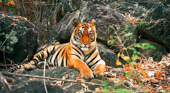 В Приморье тигр напал на охотников