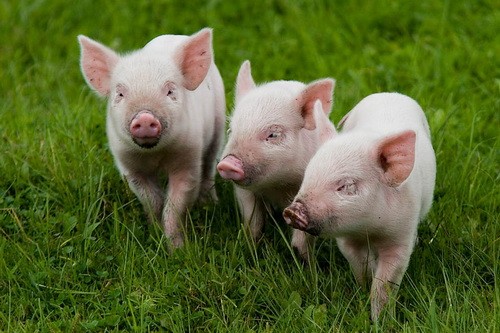 Чудеса в Хакасии: пропали арестованные 47 свиней