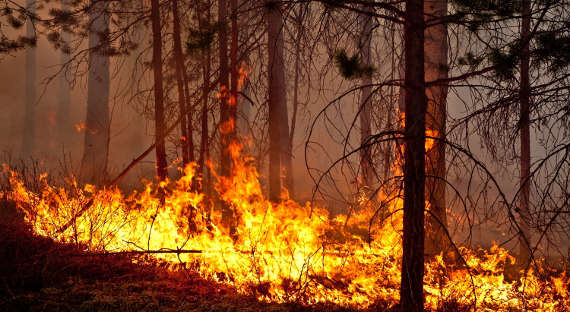 Рослесхоз: Сибирь ожидают обильные лесные пожары