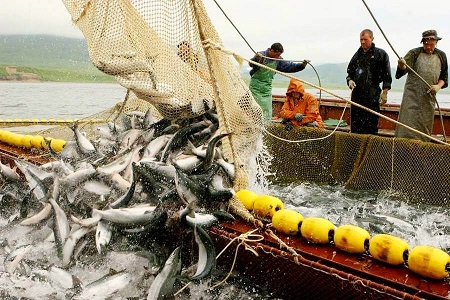В РФ квоты на вылов рыбы ближайшие 15 лет будет определять история