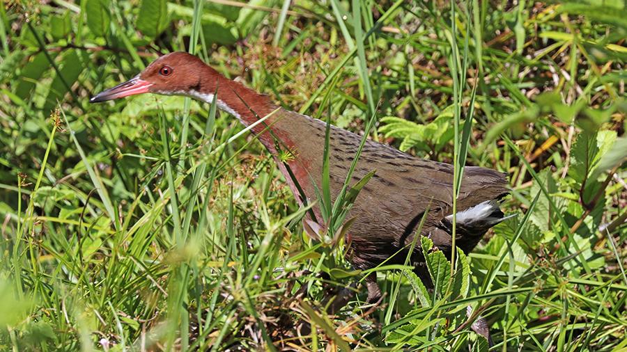 На Сейшелах возродились птицы, вымершие более 130 тыс. лет назад