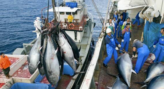 Япония и Россия договорились о квотах на вылов рыбы