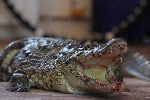 В Красноярске таможня решила передать краеведческому музею крокодила
