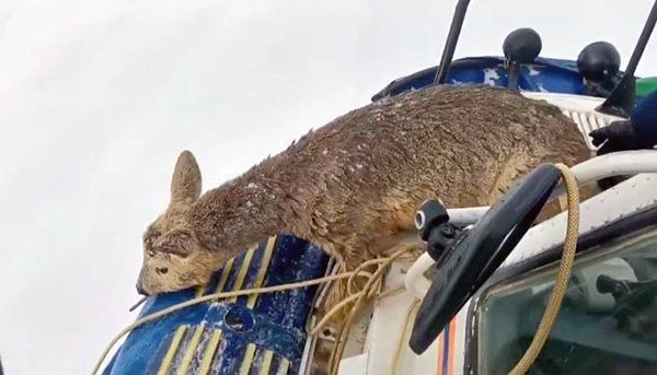 Провалившуюся под лёд косулю выручили спасатели