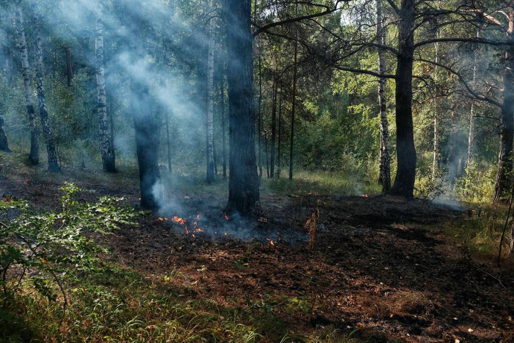 На территории Хакасии потушен лесной пожар