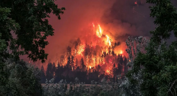 Путин поддержал усиление наказания за поджоги лесов