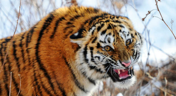 Амурский тигр совершил нападение в Приморском крае