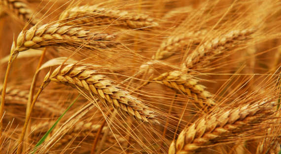 Правительство распродаст 1,5 млн. тонн зерна из запасов