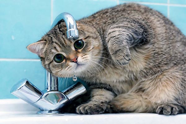 В Абакане на неделю отключат горячую воду