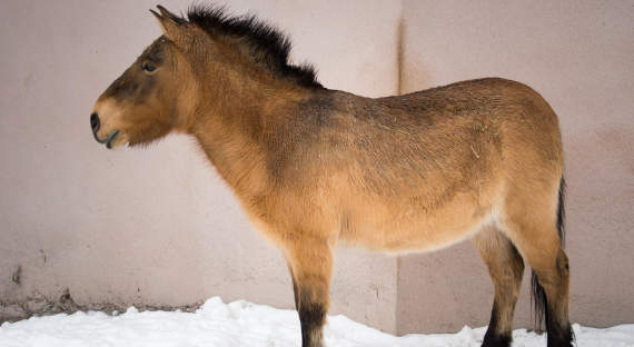 В Хакасии будут выводить лошадей Пржевальского