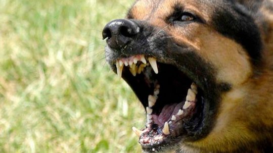 В Абакане полицейскому пришлось выстрелить в собаку