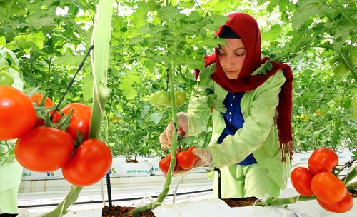 Анкара пригрозила ответными мерами на запрет ввоза томатов в Россию