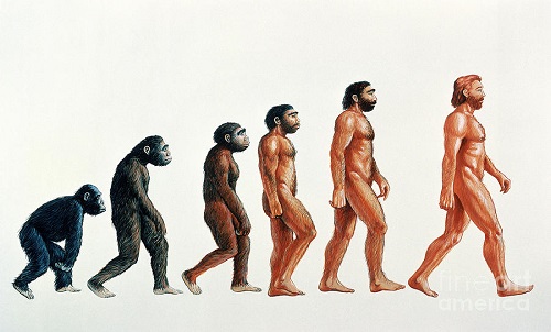 Опровергнута гипотеза об эволюции человека