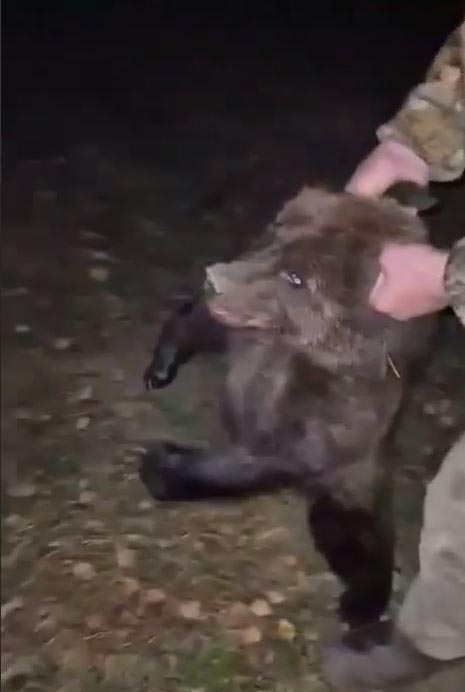 Пугавшего жителей Майна медвежонка отловили