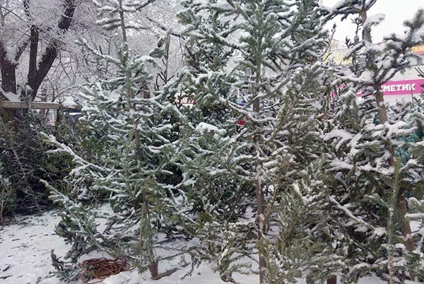 В Хакасии усиливают борьбу с незаконной вырубкой ёлок