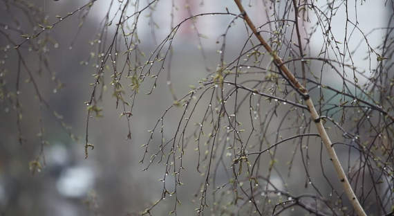 Погода в Хакасии 28 апреля: Пасмурно и дождливо