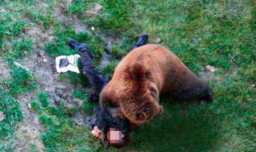 В Красноярском крае медведь убил вахтовика-водителя