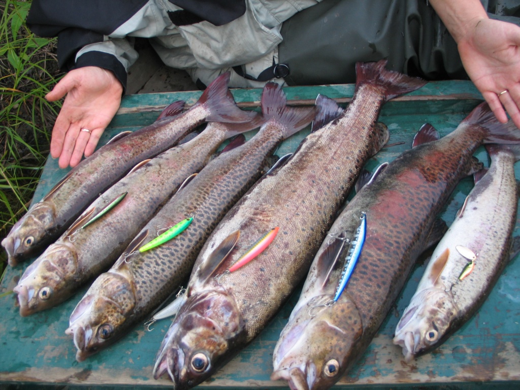В Хакасии рыбаки выловили полтонны хариуса, за что могут попасть под уголовное преследование