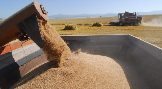 Россия нарастила экспорт зерна