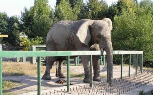 В австралийском зоопарке развлекают скучающего слона с помощью запахов