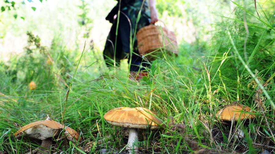 За неделю в лесах России пропало почти 600 грибников
