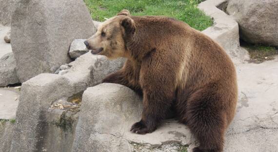 В зоопарке Абакана построят новые вольеры для медведей