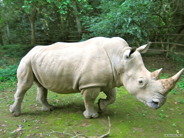 В мире осталось только три белых носорога