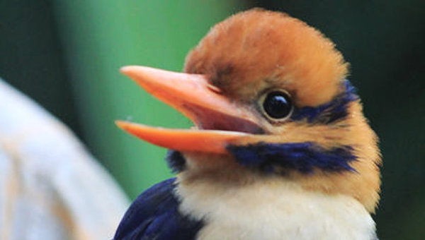 Американский орнитолог убил редкую птицу ради коллекции