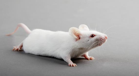 Ученые научились удалять память у мышей