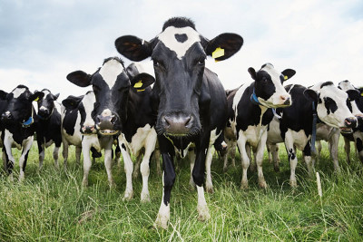 Правительство ограничит поголовье скота в частных владениях