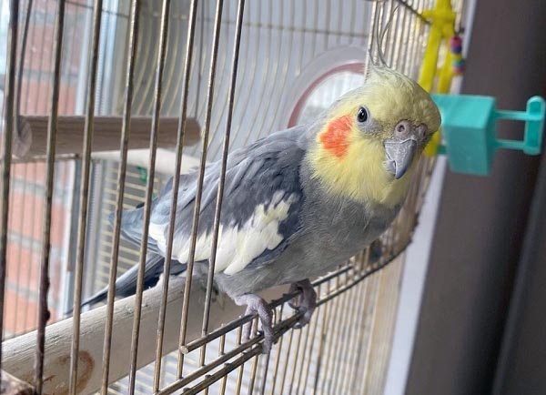 В Красноярске - нашествие попугаев