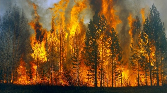 МЧС РФ оценило ежегодный ущерб от природных пожаров в 20 млрд рублей