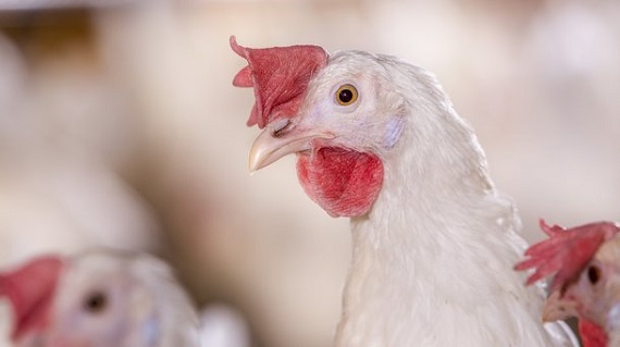 Усть-Абаканская птицефабрика начала продавать кур-несушек