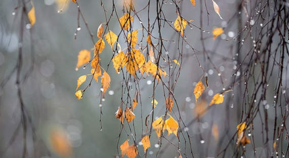 Погода в Хакасии 2 ноября: Северный ветер принесет в республику снег с дождем