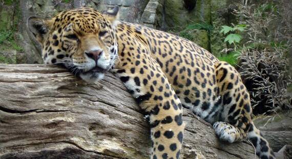 Количество дальневосточных леопардов выросло до 125 особей