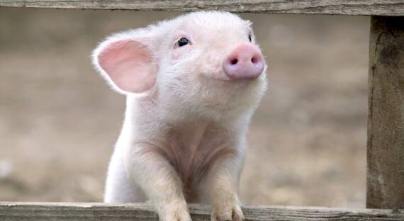 В Минусинском районе выявлен очаг африканской чумы свиней