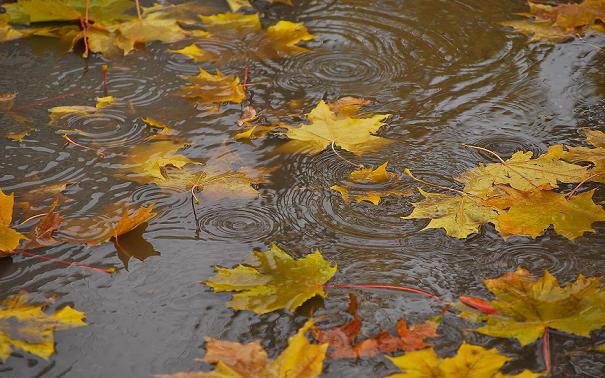 Погода в Хакасии 8 октября: «золотая» осень станет унылой