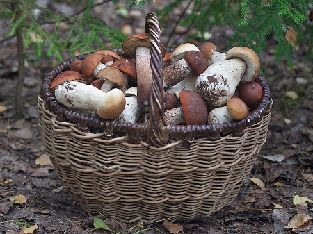 Жителям Хакасии не рекомендует собирать грибы в одиночку