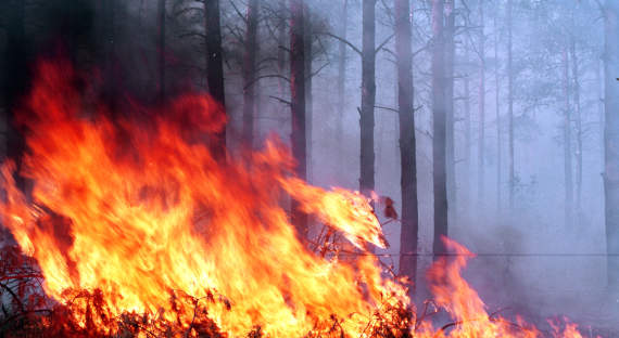 Спецпредставитель президента по экологии намекнул на поджоги российских лесов
