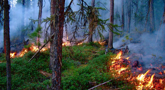 Лесные пожары уничтожили в Туимском лесничестве 18 гектаров леса