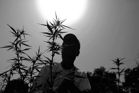 В Хакасии наркополиция собрала богатый урожай: и марихуаны, и потребителей