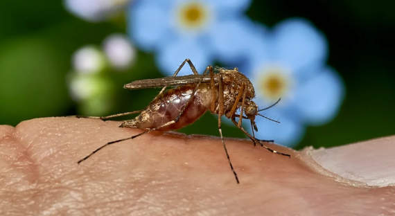 Ученые во Флориде выпустили на волю 750 тысяч ГМО-комаров