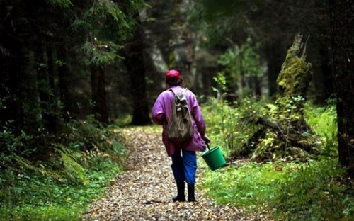 Спасатели Хакасии отыскали заблудившуюся в лесу 86-летнюю пенсионерку