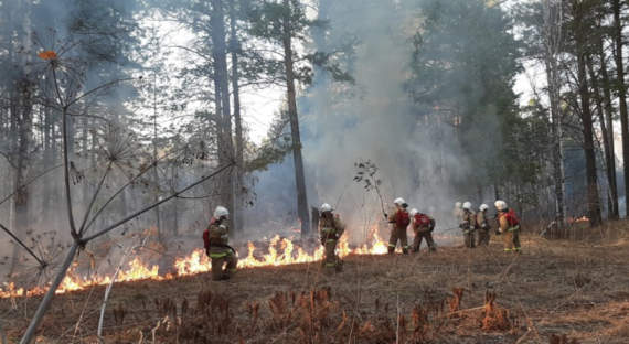В Красноярском крае за сутки потушили три лесных пожара