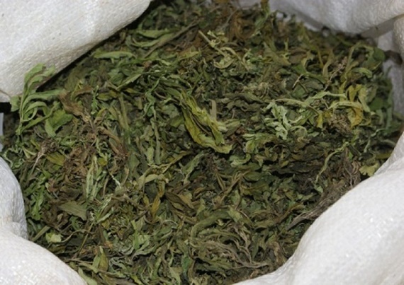 У жителя Минусинска изъяли более 6 кг марихуаны