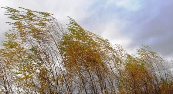 Погода в Хакасии 5 ноября: Сильный ветер несет тепло